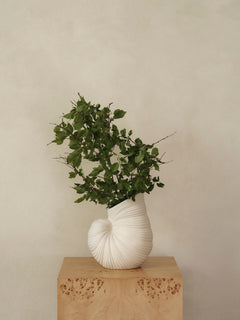 Shell Vase holding leafy green branches on a pale burl plinth